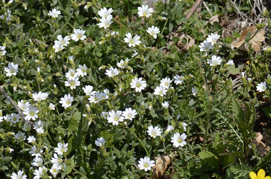 Cerastium sp.?